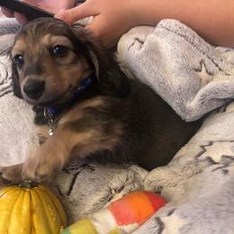 Benny - Piebald male Dachshund puppy in Proctor, Montana from Blue Star Dachshunds