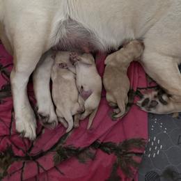 Blue collar - Yellow male Labrador Retriever puppy in Ocala, Florida from SoFlo Labradors