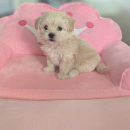 PLAYFUL GIRL - White and lemon female Maltese puppy in Nevada from LAS VEGAS PUPPY