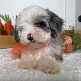 Larkin - Merle male Cavapoo puppy in Fayetteville, Arkansas from Silver Hill Farm