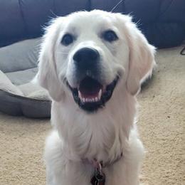 Bailey - Golden Retriever