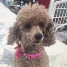 Canernet - Poodle