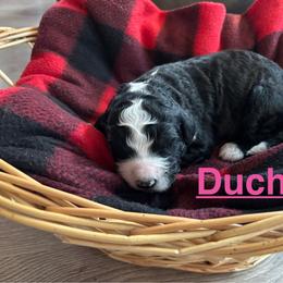 Duchess - Black and white female Bernedoodle puppy in Battle Creek, Michigan from T-Rose’s Bernedoodle & Pomsky Puppies