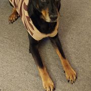 Beaucerons from ACS