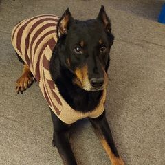 Beaucerons from ACS