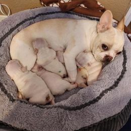 French Bulldog Puppies from Shawhan Family Frenchies