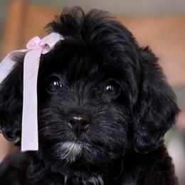 Cavapoos, Maltese, and Maltipoos from Historic triangle doodles