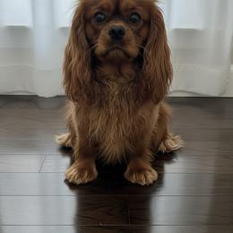 Kevin - Cavalier King Charles Spaniel