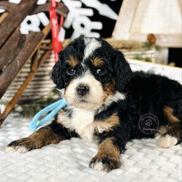Light blue girl - Tri-color female Bernedoodle puppy in Waukesha, Wisconsin from Bernedoodle Boutique (and Cavapoos)