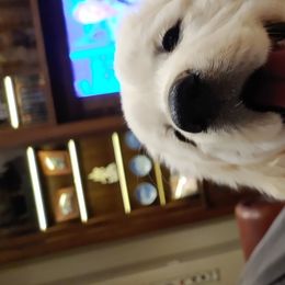 Golden Retriever Puppies from Dewbury Dream Goldens