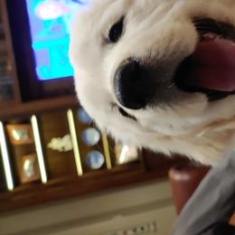 Golden Retriever Puppies from Dewbury Dream Goldens