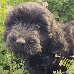 Rue - Black male Goldendoodle puppy in Clinton Township, New Jersey from Harmony Goberians
