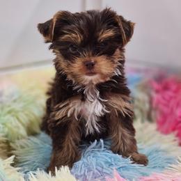 Chocolate love - Chocolate, tan and white female Yorkshire Terrier puppy in Salem, Missouri from Meadowbrook Poodles