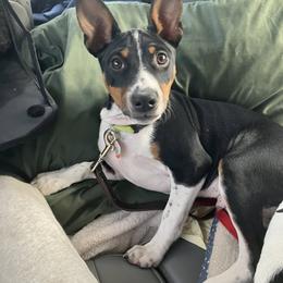 Rat Terrier Puppies from Hawthorne Terriers