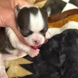 Jagger - Blue and white male Chihuahua puppy in Dime Box, Texas from Color Me Crazy Chihuahuas