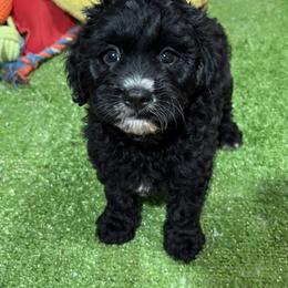 Alf - Black male Cavapoo puppy in Bourne, Massachusetts from Shih Tzu Pups