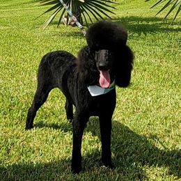 Chanel - Poodle