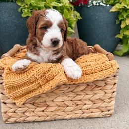 Naomi - Red female Bernedoodle puppy in Weston, Idaho from Berne n Doodles