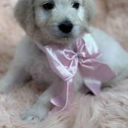 Goldendoodle, Golden Retriever, Poodle, and Shih Tzu Puppies from Platinum Paws Puppies