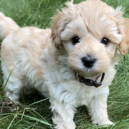 Schnoodle puppies from Growing Puppies