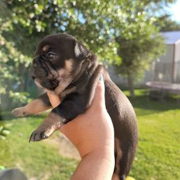 French Bulldog Puppies from Wind Ridge Frenchies