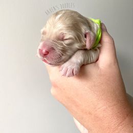 Goldendoodle Puppies from Winnie at Haven's Doodles