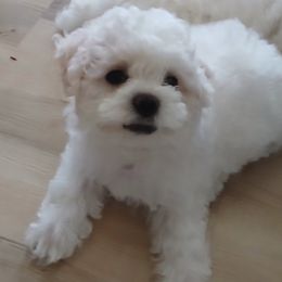 Bichon Frise Puppies from My Beautiful Bichons