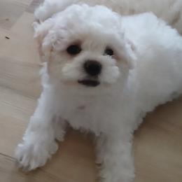 Bichon Frise Puppies from My Beautiful Bichons