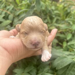 Mia - Apricot female Maltipoo puppy in Oklahoma City, Oklahoma from Red Okie Poos