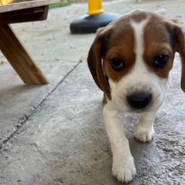 Girl 2 - Rose - Black tan and white female Beagle puppy in Sacramento, California from Alton Beagles