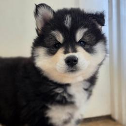 Almond - Black and white male Siberian Husky puppy in Sacramento, California from Limitless Huskies