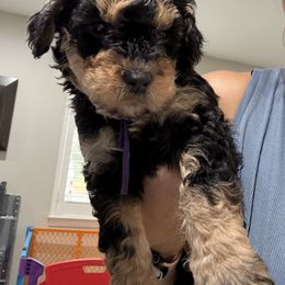 Purple - Phantom female Bernedoodle puppy in Southampton, Pennsylvania from Pumpkin Patch Doodles