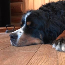 Bernedoodle All Grown Up from HooDoodles