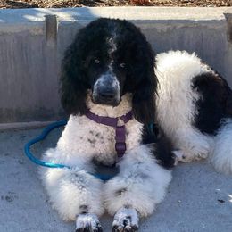 Callie - Assorted Doodle Crosses