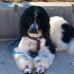 Callie - Assorted Doodle Crosses