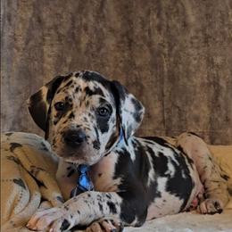 Jack - Harlequin male Great Dane puppy in Caldwell, Idaho from Miner's Dynamic Danes