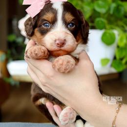 Bonbon - Brown and white female Bernedoodle puppy in Salado, Texas from Red Ranch Dogs