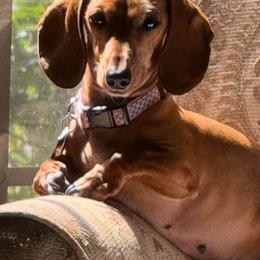 Chloe - Dachshund