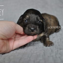Girl 3 - Brindle Dachshund puppy in Homosassa, Florida from Foxies Doxies