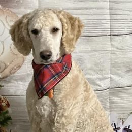 Aussiedoodles and Poodles from Deaton's Oodles of Doodles & Poodles