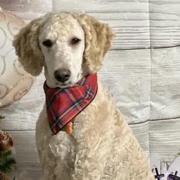Aussiedoodles and Poodles from Deaton's Oodles of Doodles & Poodles
