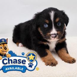 Chase - Black tri male Miniature Australian Shepherd puppy in Apache Junction, Arizona from Circle T Mini Aussies