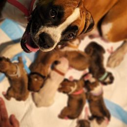 Boxers from Seufzer's Boxers