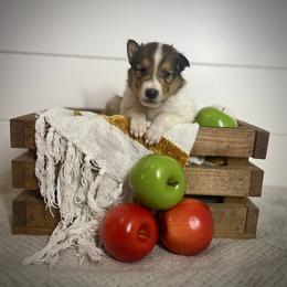 Will - Sable and white male Collie puppy in Chilhowie, Virginia from Jolly Collies
