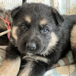 German Shepherd Puppies from StoneWall