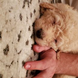 Goldendoodle Puppies from Soule Buddies