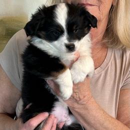 Carina - Black tri female Toy Australian Shepherd puppy in Bristow, Iowa from Pine Ridge Toy Aussies