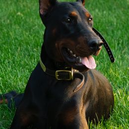 Doberman Pinschers and French Bulldogs from The Defender Farm