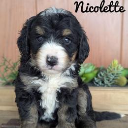 Girl 3 - Tri-color female Bernedoodle puppy in Lancaster, Minnesota from Richardville Hunde