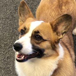 Fiona - Pembroke Welsh Corgi